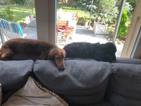 Cats or Dogs? (un)Conventional Bookworms - Weekend Wrapup
