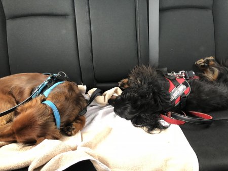 Hercules and Freddy in the car - (un)Conventional Bookworms - Weekend Wrap-up