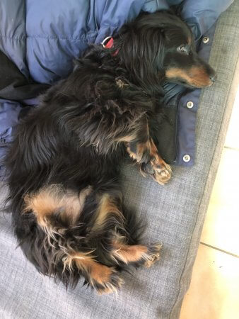 Freddy lounging - (un)Conventional Bookworms - Weekend Wrap-up