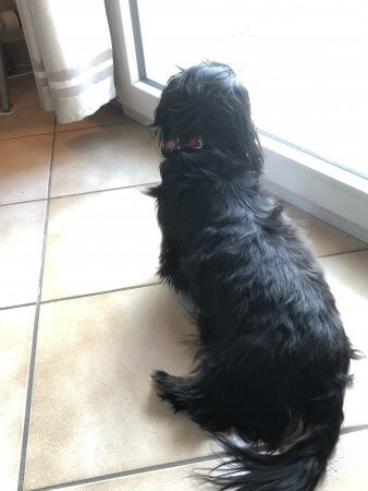 Freddy watching outside - (un)Conventional Bookworms - Weekend Wrap-up