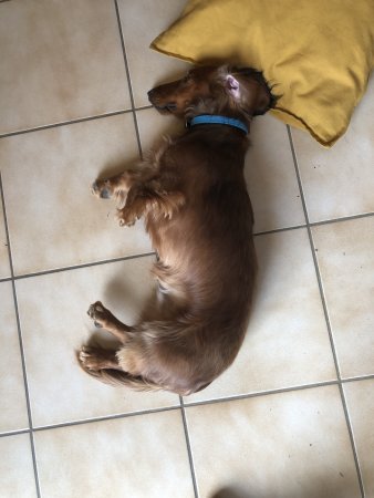 Hercules napping - (un)Conventional Bookworms - Weekend Wrap-up