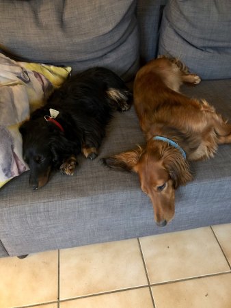 Lounging puppies - (un)Conventional Bookworms - Weekend Wrap-up