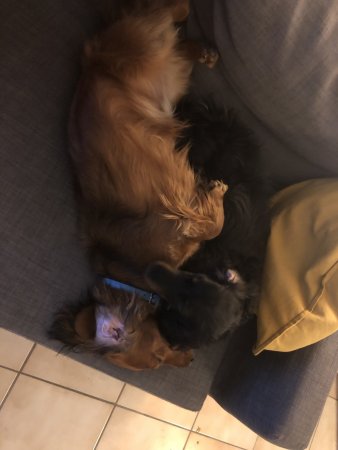 Cuddly puppies - (un)Conventional Bookworms - Weekend Wrap-up