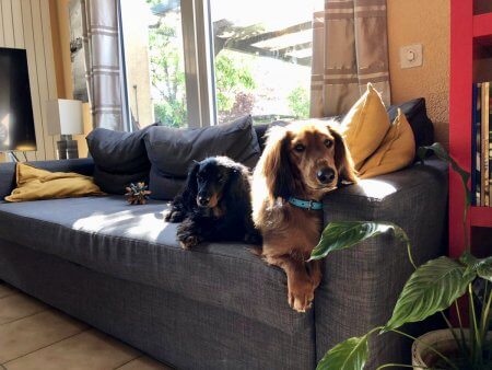 Puppy Love - (un)Conventional Bookworms - Weekend Wrap-up