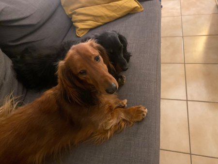 Hercules and Freddy lounging on the couch