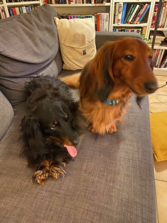 Freddy and Hercules in all their cuteness