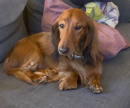Hercules puppy - (un)Conventional Bookworms - Weekend Wrap-up