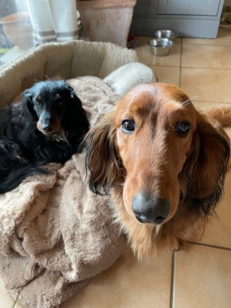Puppy dogs - (un)Conventional Bookworms - Weekend Wrap-up