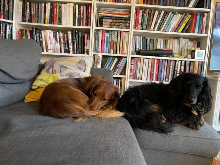 Puppies and books - (un)Conventional Bookworms - Weekend Wrap-up
