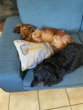 Lazy puppies : Hercules lying on his back on the blue couch, with a pillow in front of him, and Freddy in front of the pillow, not looking at the camera.