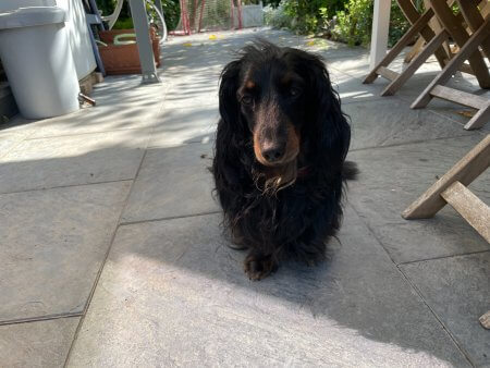 Freddy on the patio - (un)Conventional Bookworms - Weekend Wrap-up